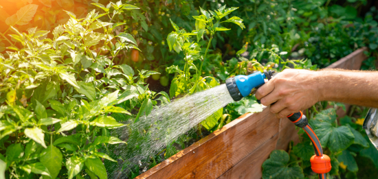 Arrosage des plantes: 7 conseils pour économiser l'eau