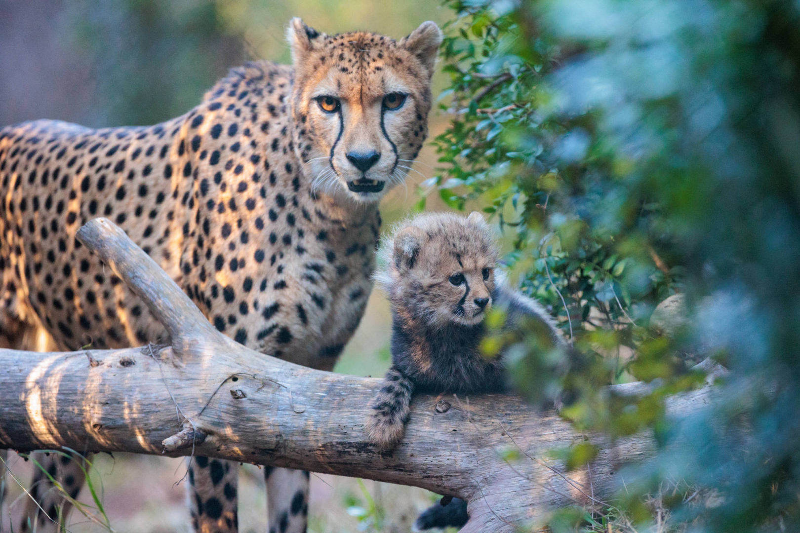 Photo d'une femme guépard et son petit au parc zoologique de Lunaret