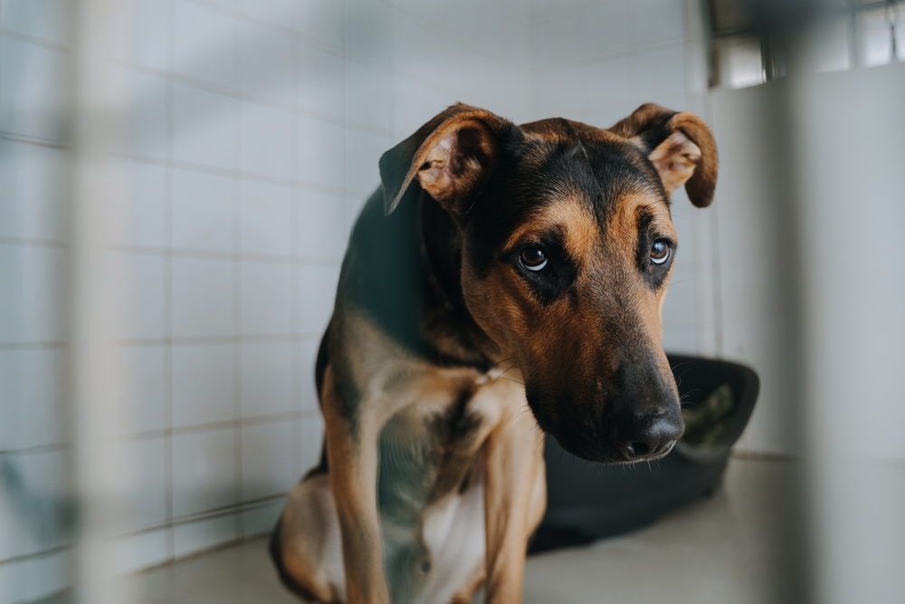 chien abandonné