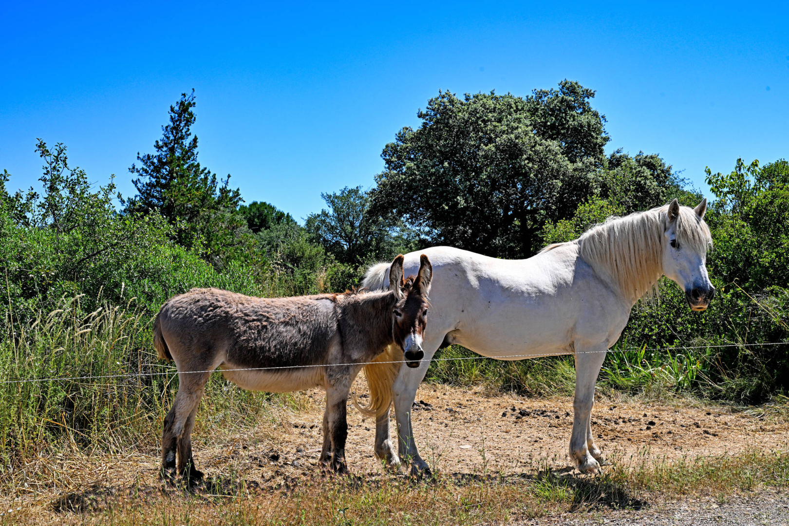 chevaux