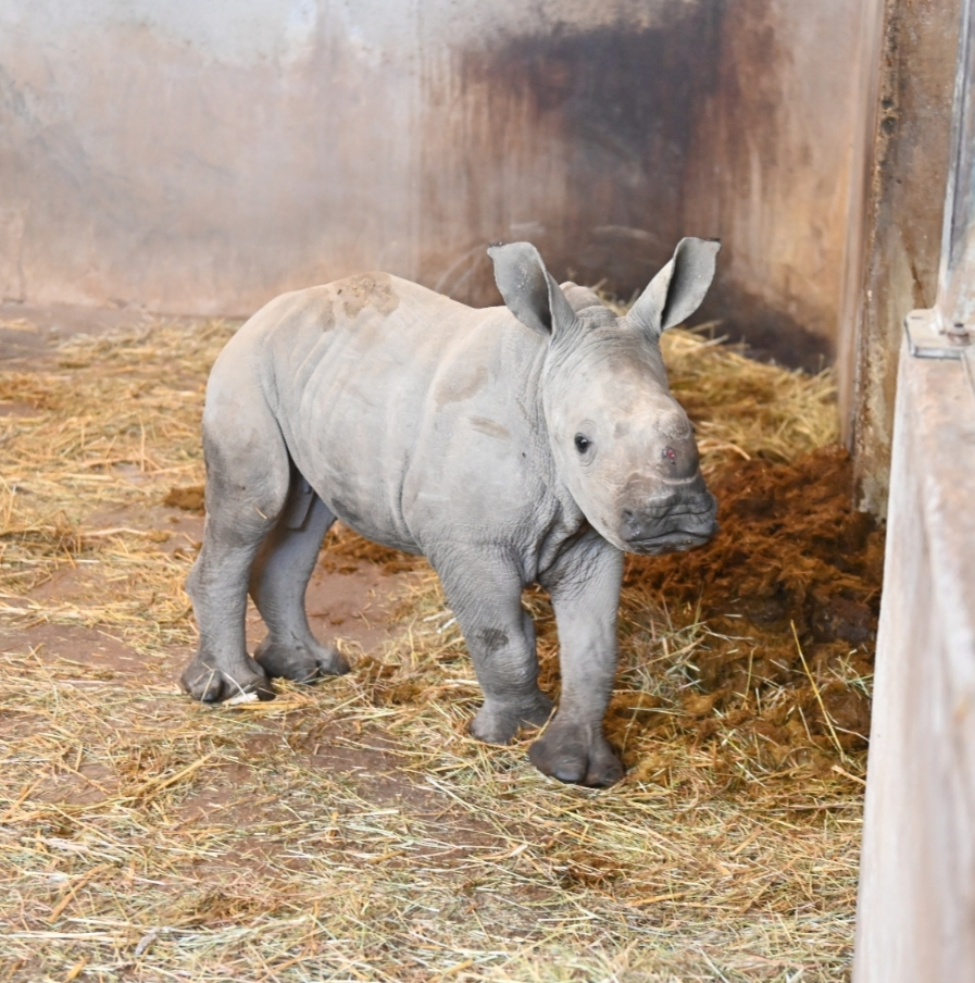 Siku, le bébé rhinocéros blanc dans son abri du zoo de Lunaret