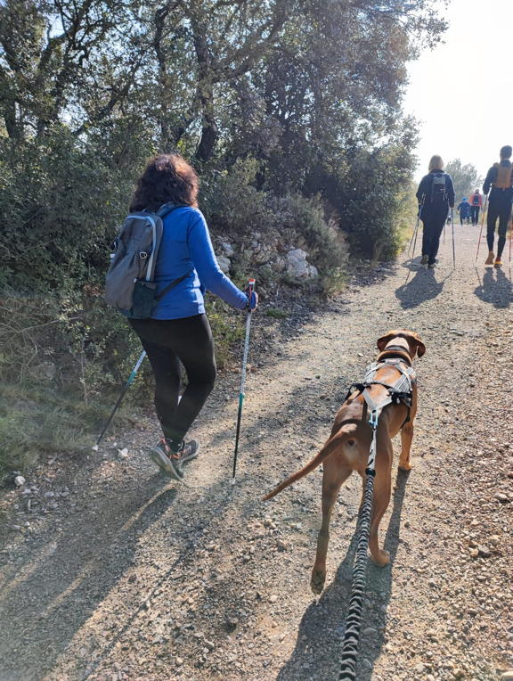 Randonnée accompagné de son chien