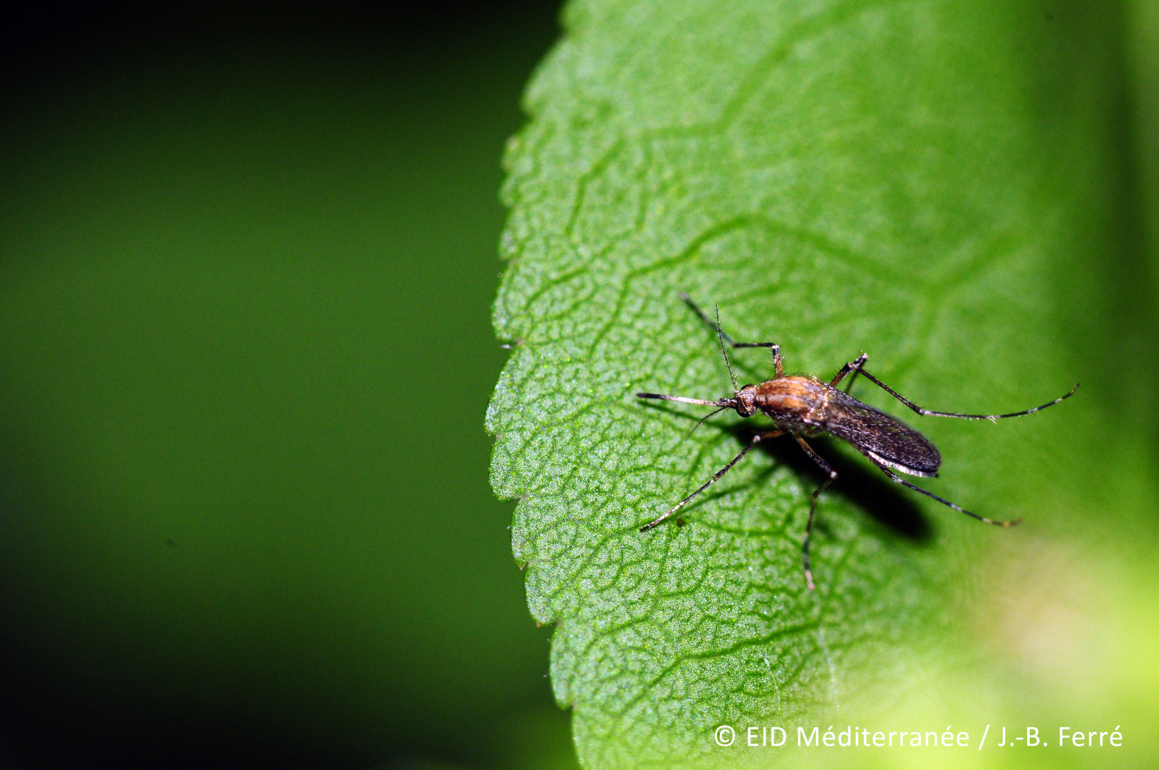 Aedes Caspius, un moustique des marais