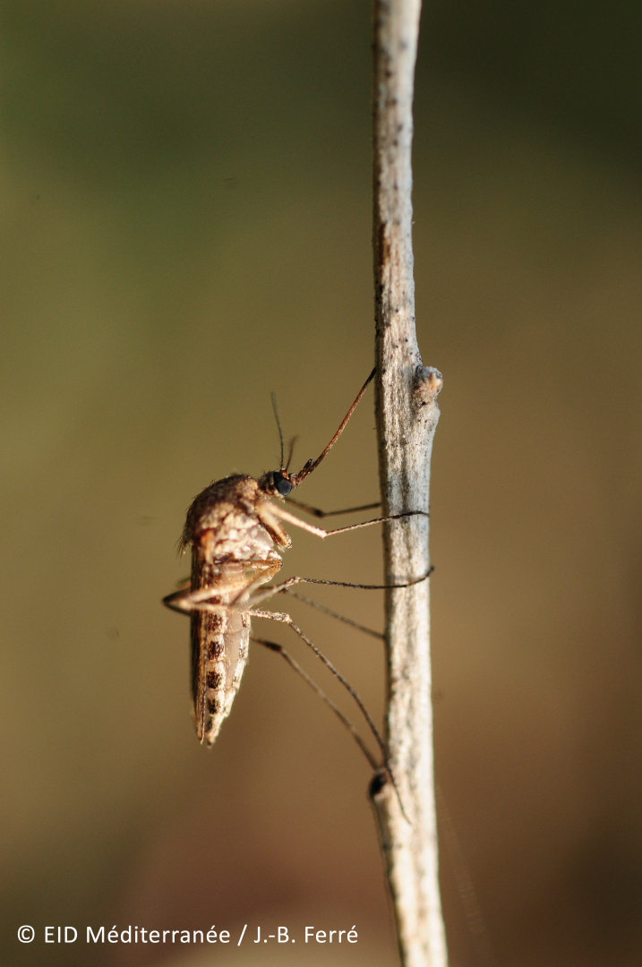 L'Aedes detritus, un moustique des marais