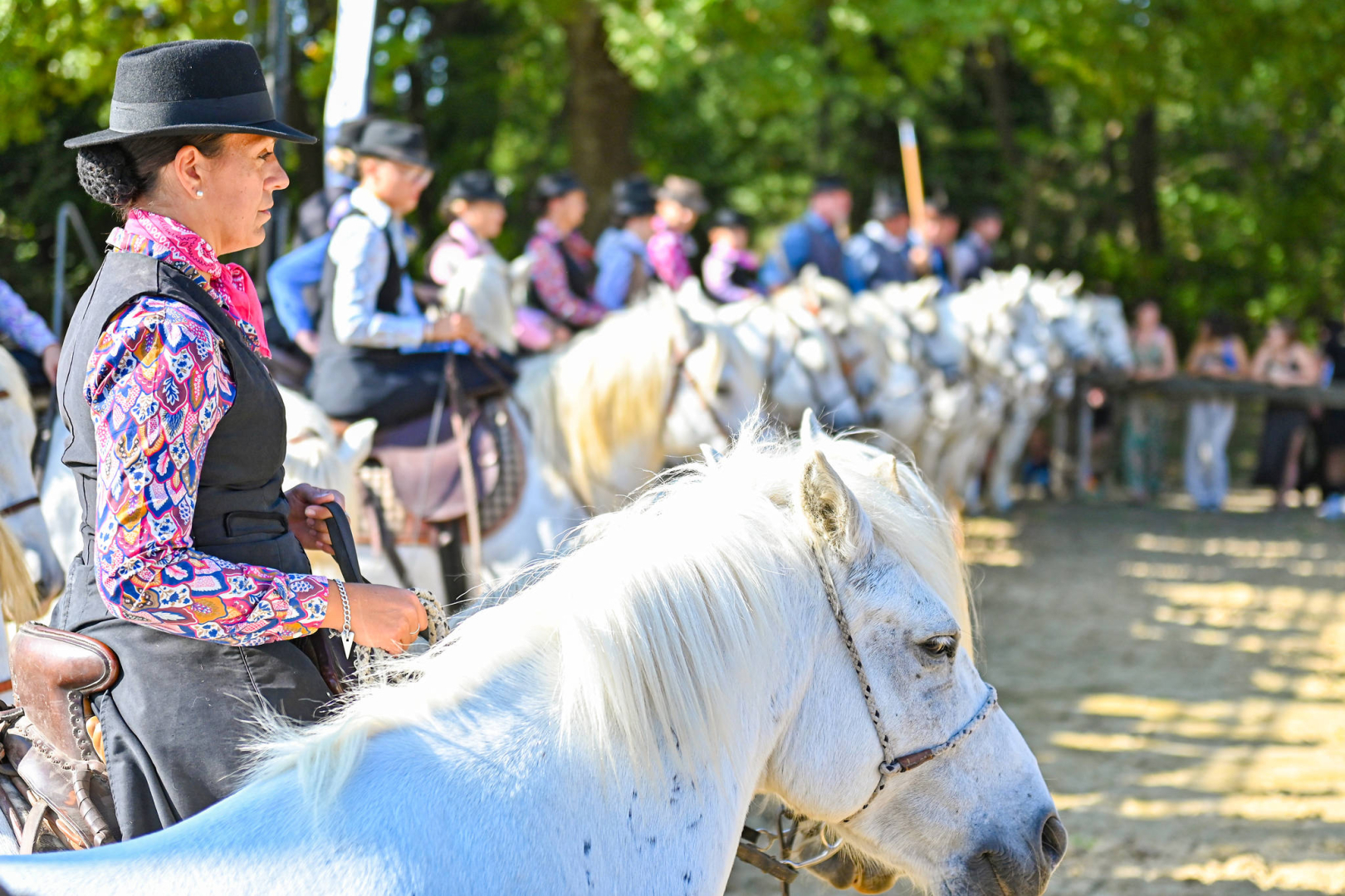 chevaux camargue