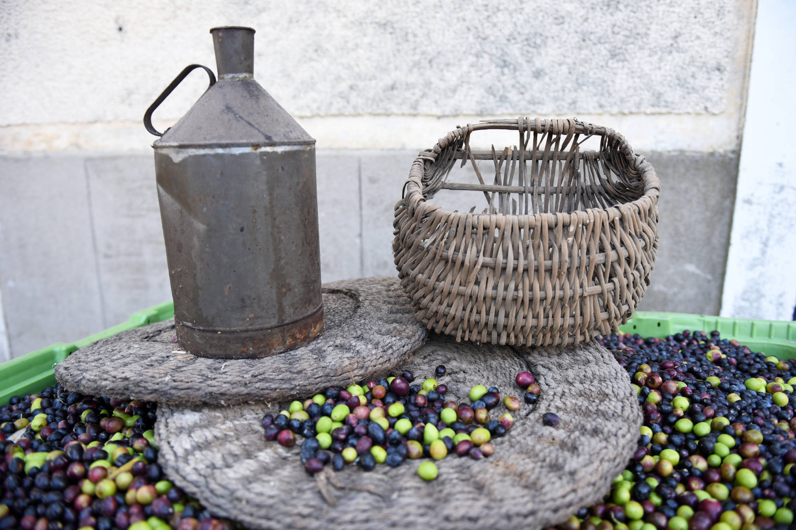 Les olives à l'honneur à Pignan