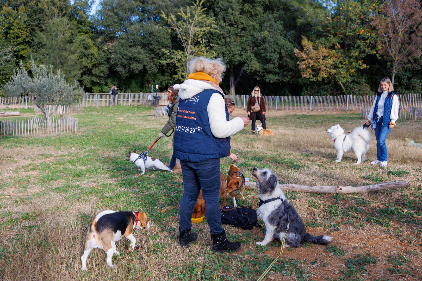 cours d'éducation canine