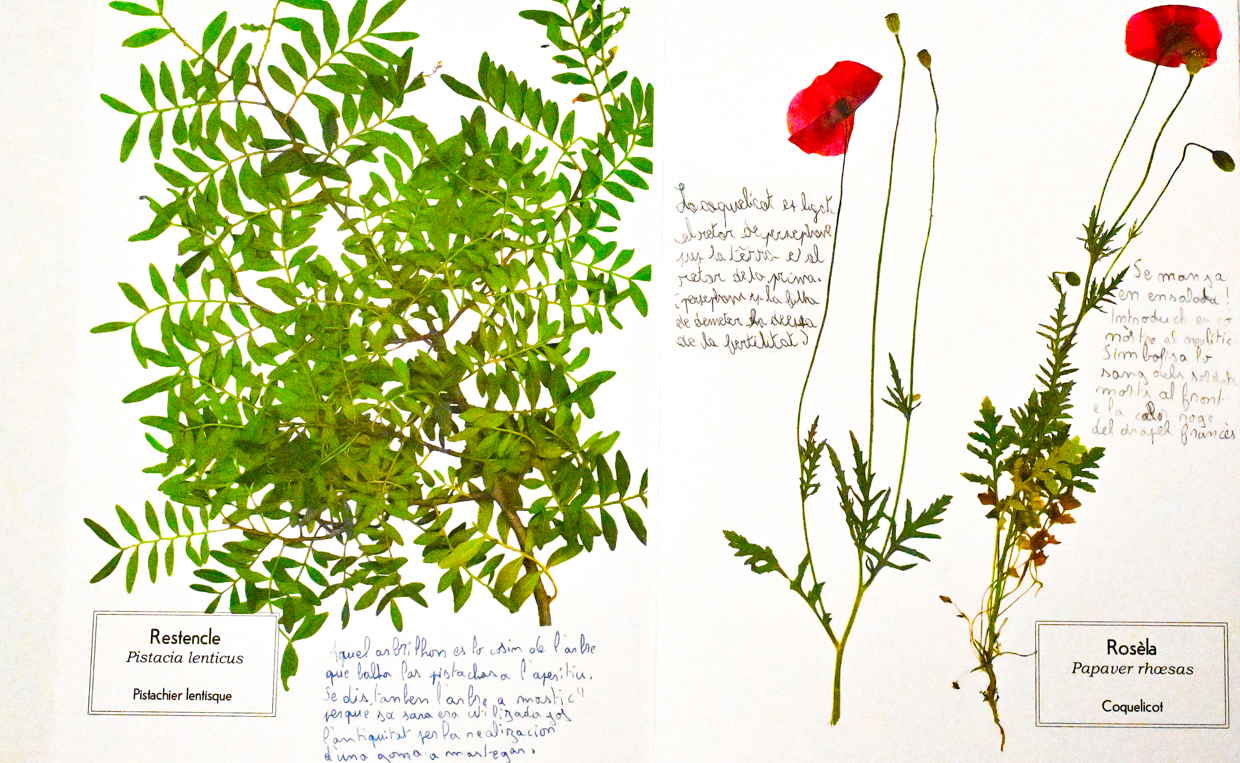 Illustration intérieure de l'herbier occitan, avec les coquelicots et le pistachier