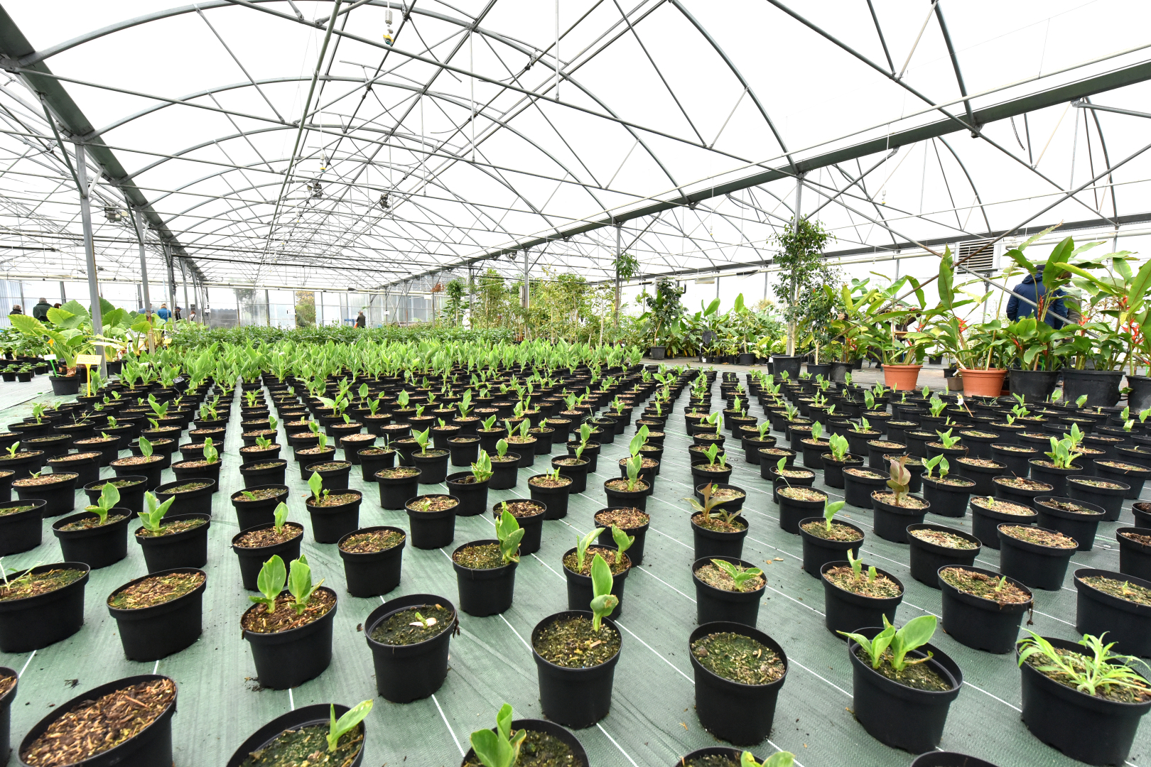plantes serres municipales de Grammont 