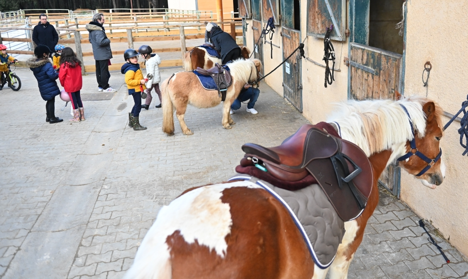 poneys et shetlands au club