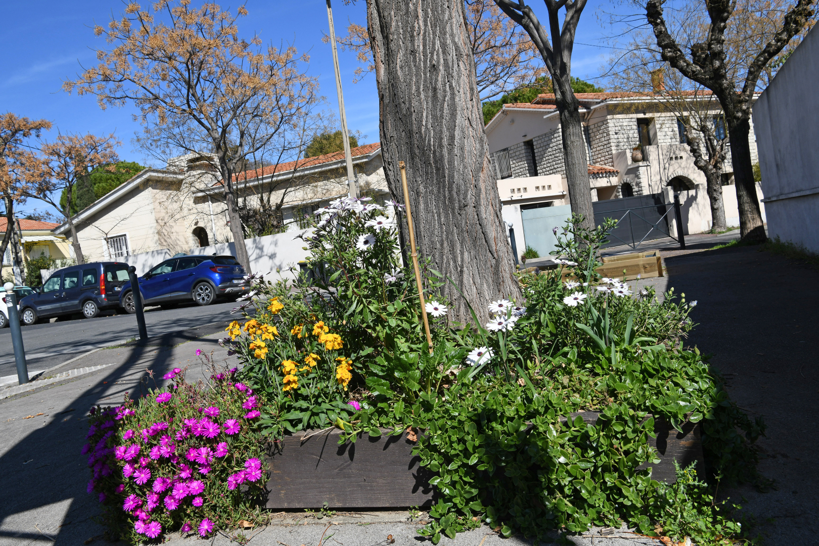 fleurs végétalisation plantes bois arbre