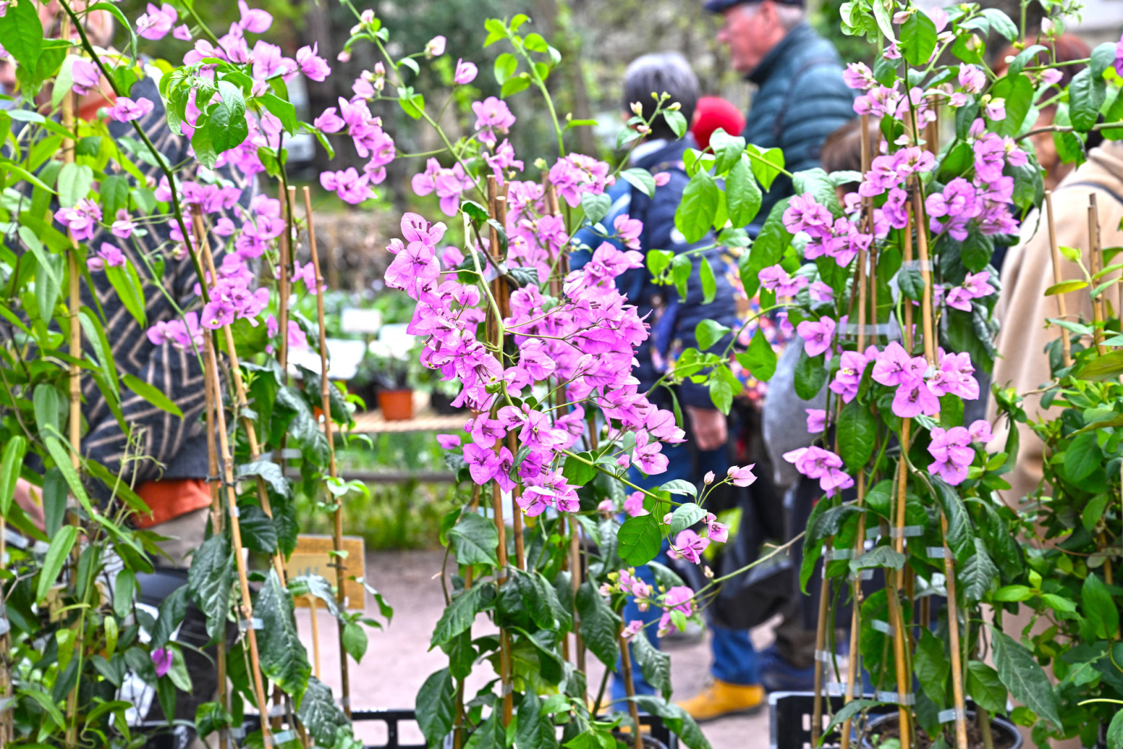 fleurs