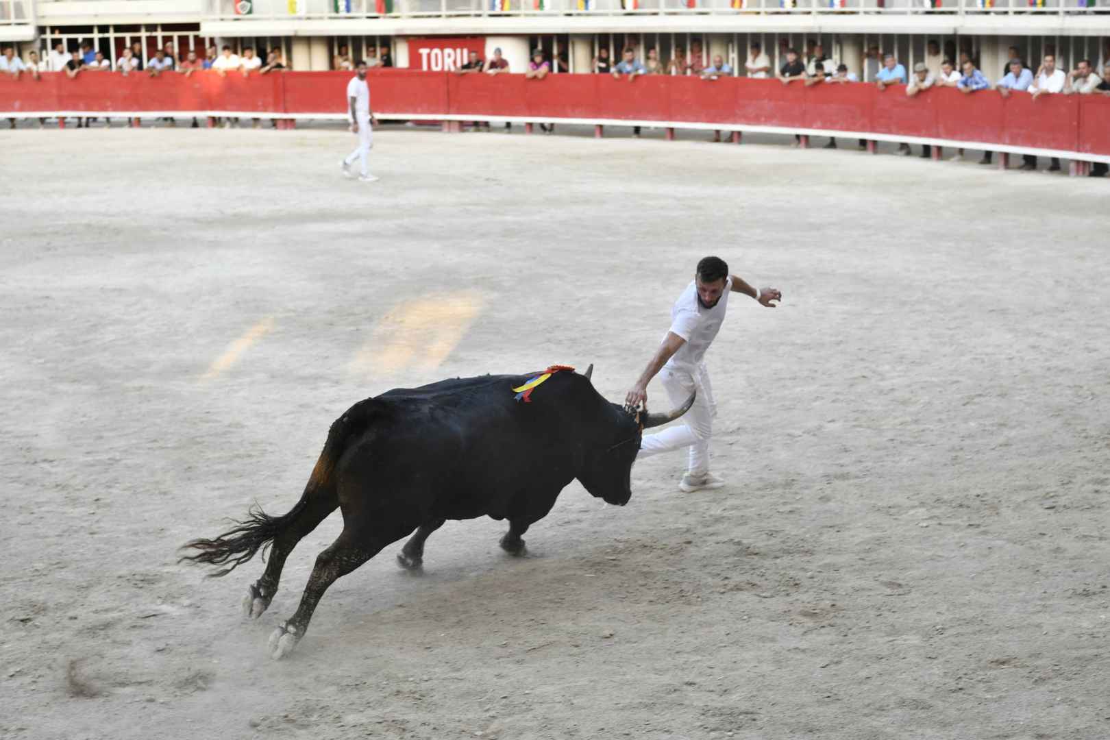  raseteur et le taureau 