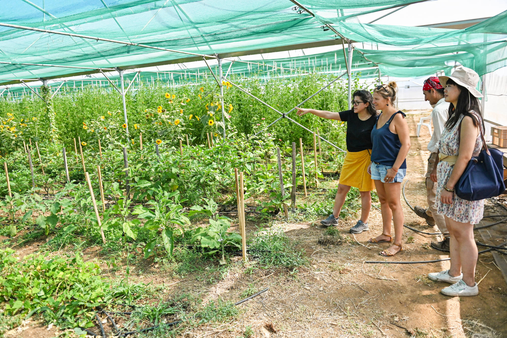 visiteurs sous une serre agricole