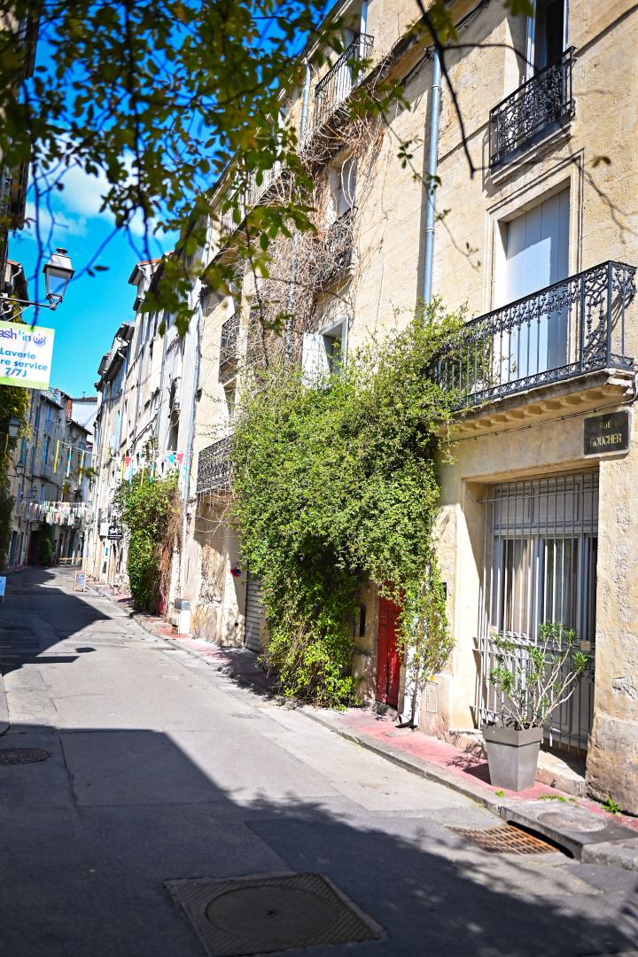 façade plantes grimpantes soleil 