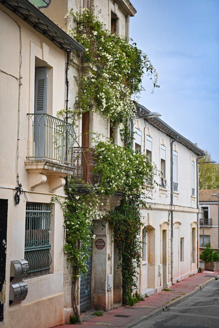 façade végétalisée rue Laffite