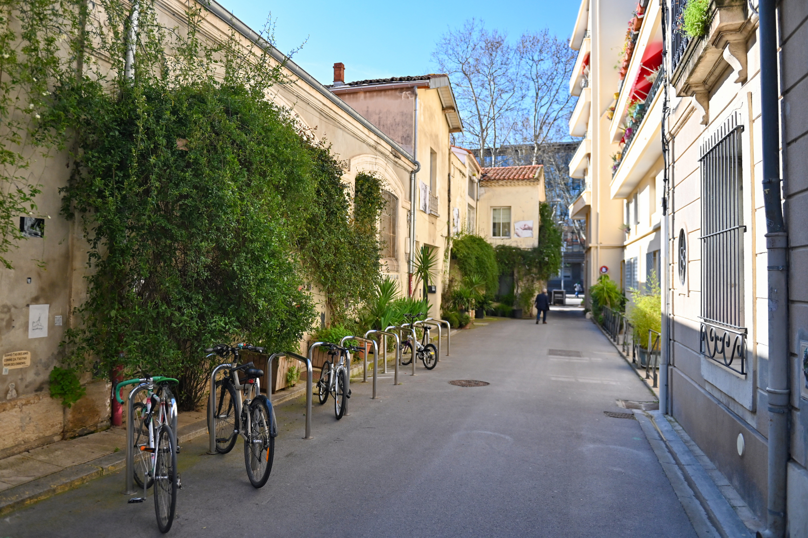 façades plantes grimpantes plantes vélos 
