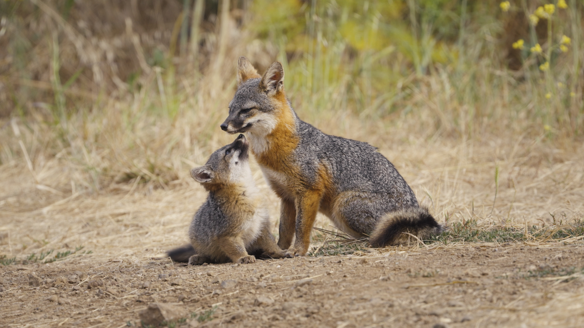 Le renard qui a sauvé son île 