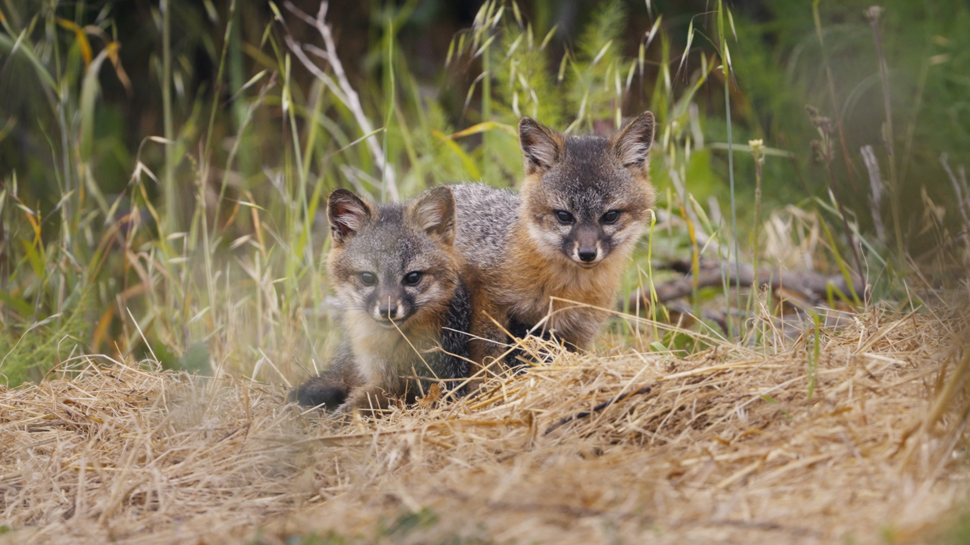 le Renard qui a sauvé son île