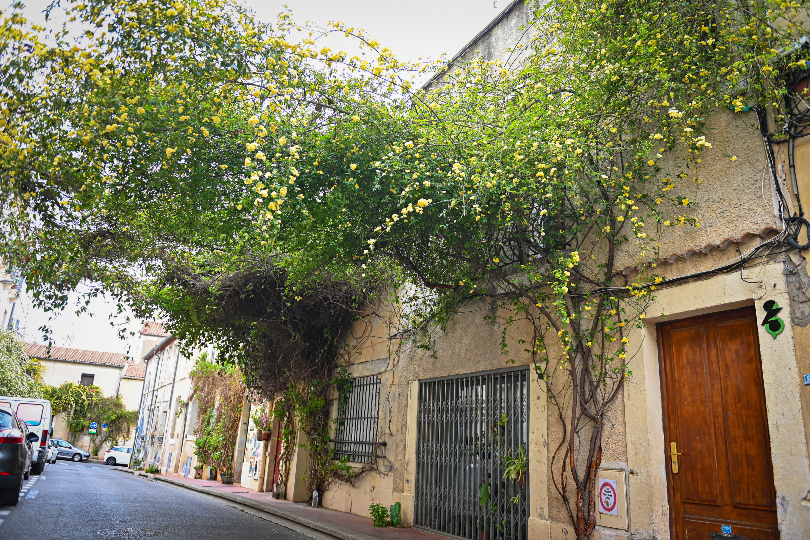 plantes grimpantes canopée pas de porte 