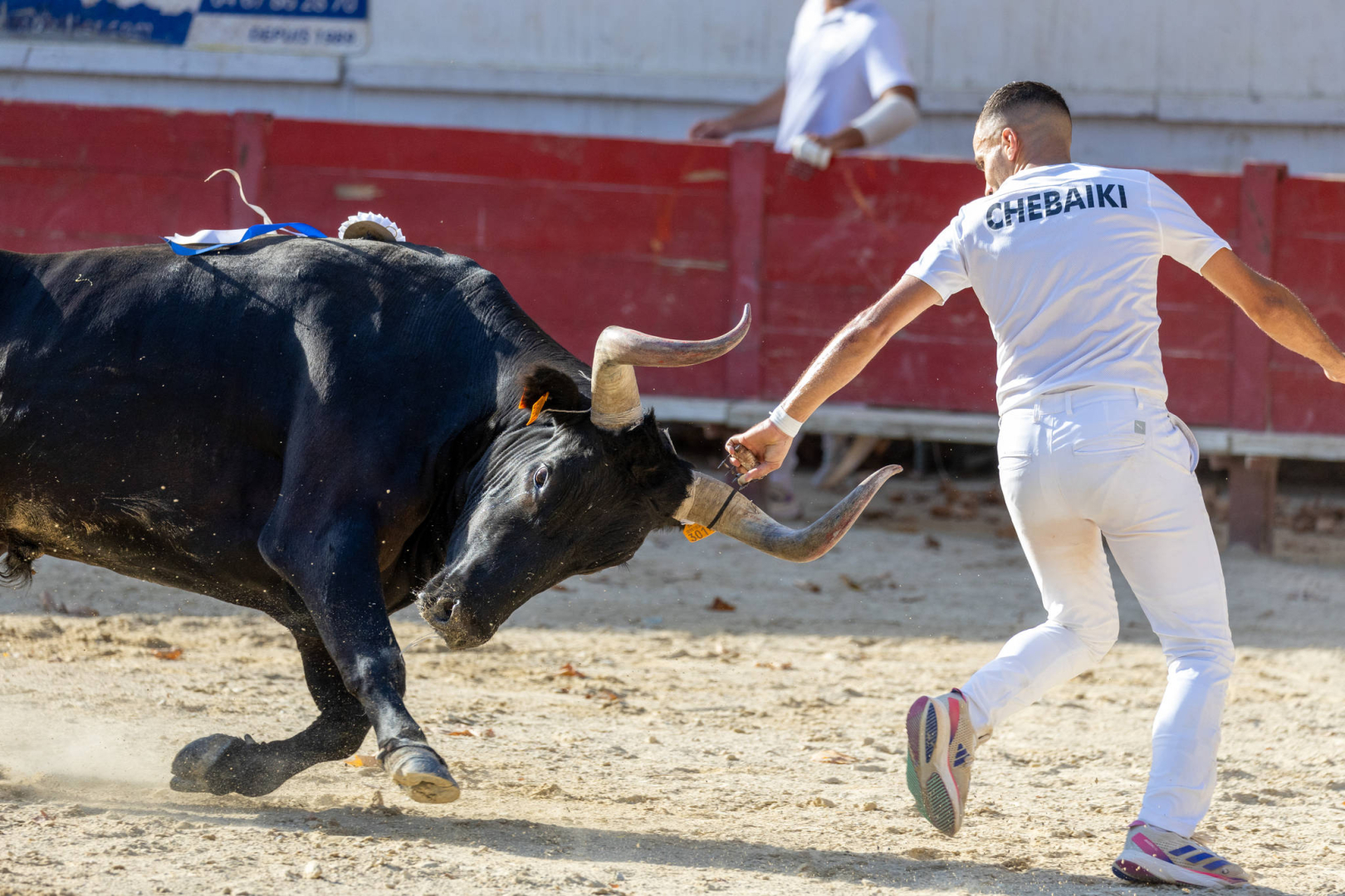 un taureau et un raseteur