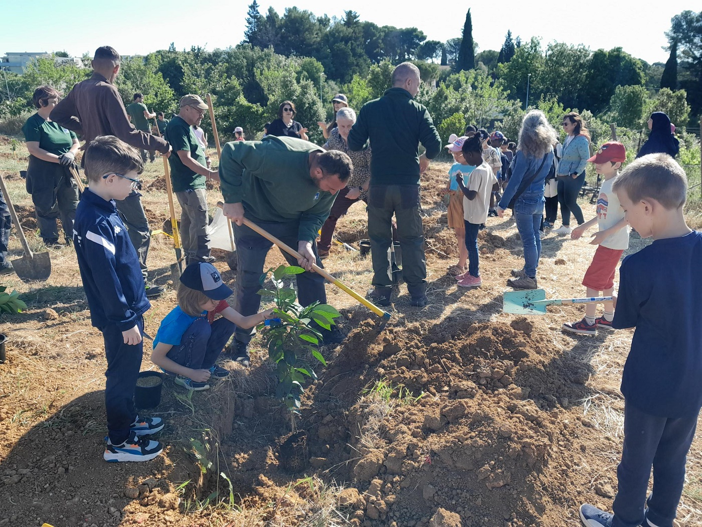 Plantations d'agrumes