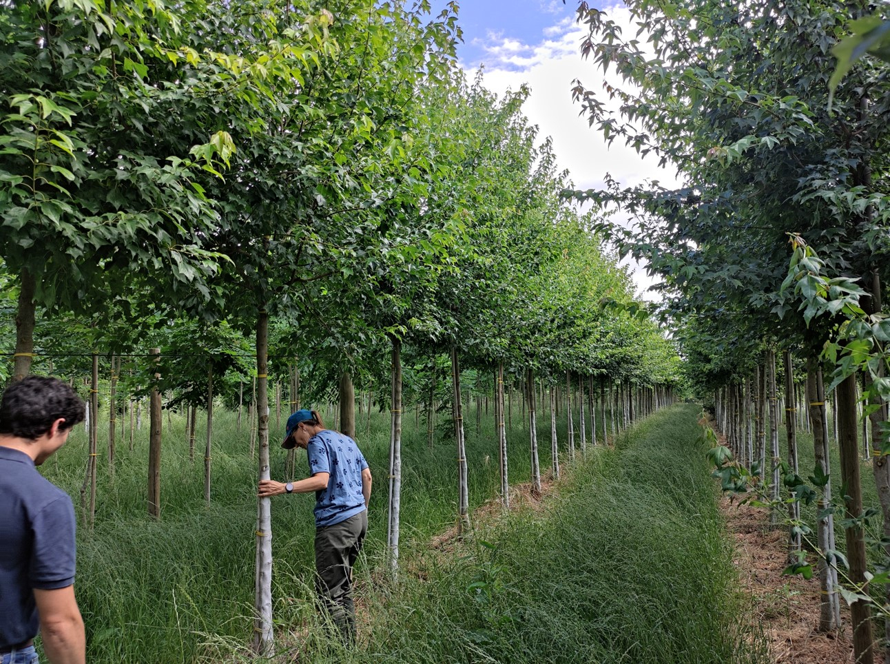 Les futurs arbres de la ligne 5 sont choisis un par un dans les pépinières 