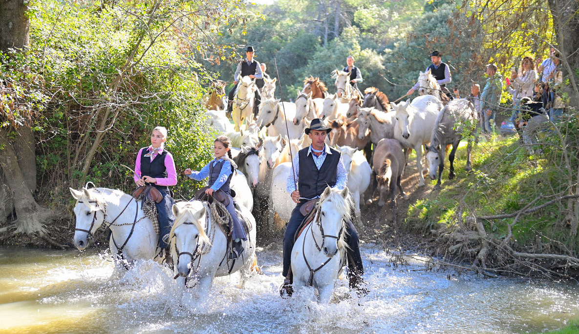 les chevaux traversant la rivière 