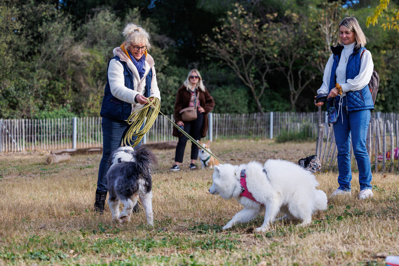 Cours d'éducation canins