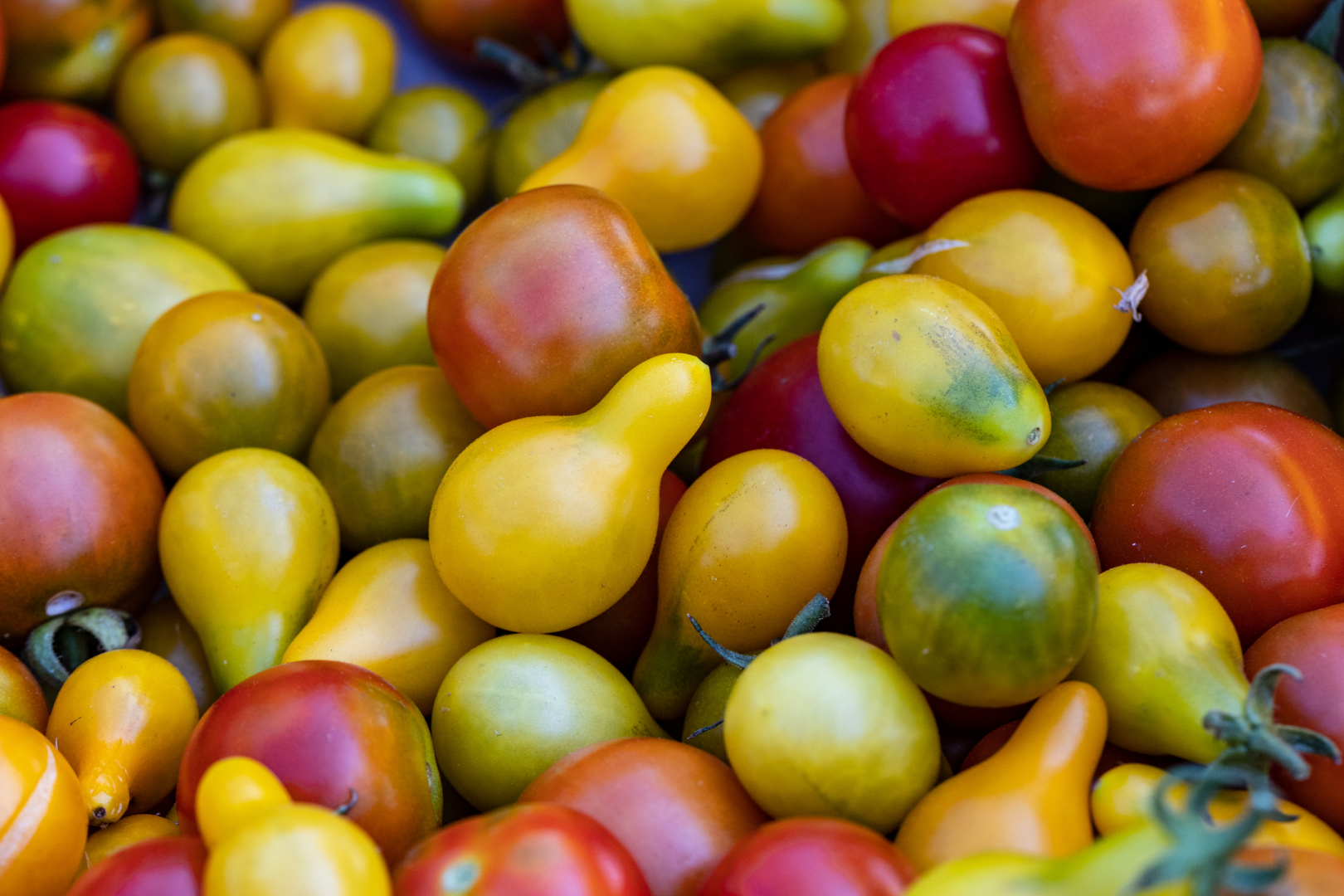 tomates cerises