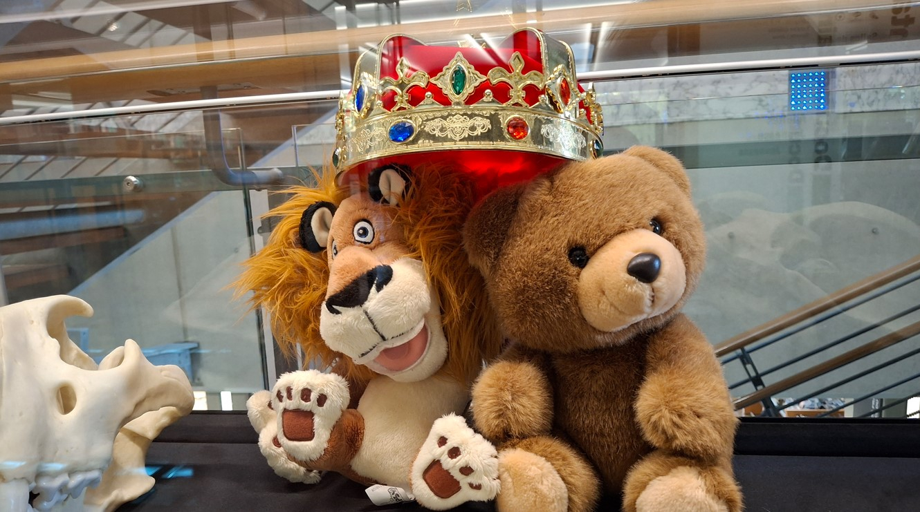 Exposition des ours à la médiathèque