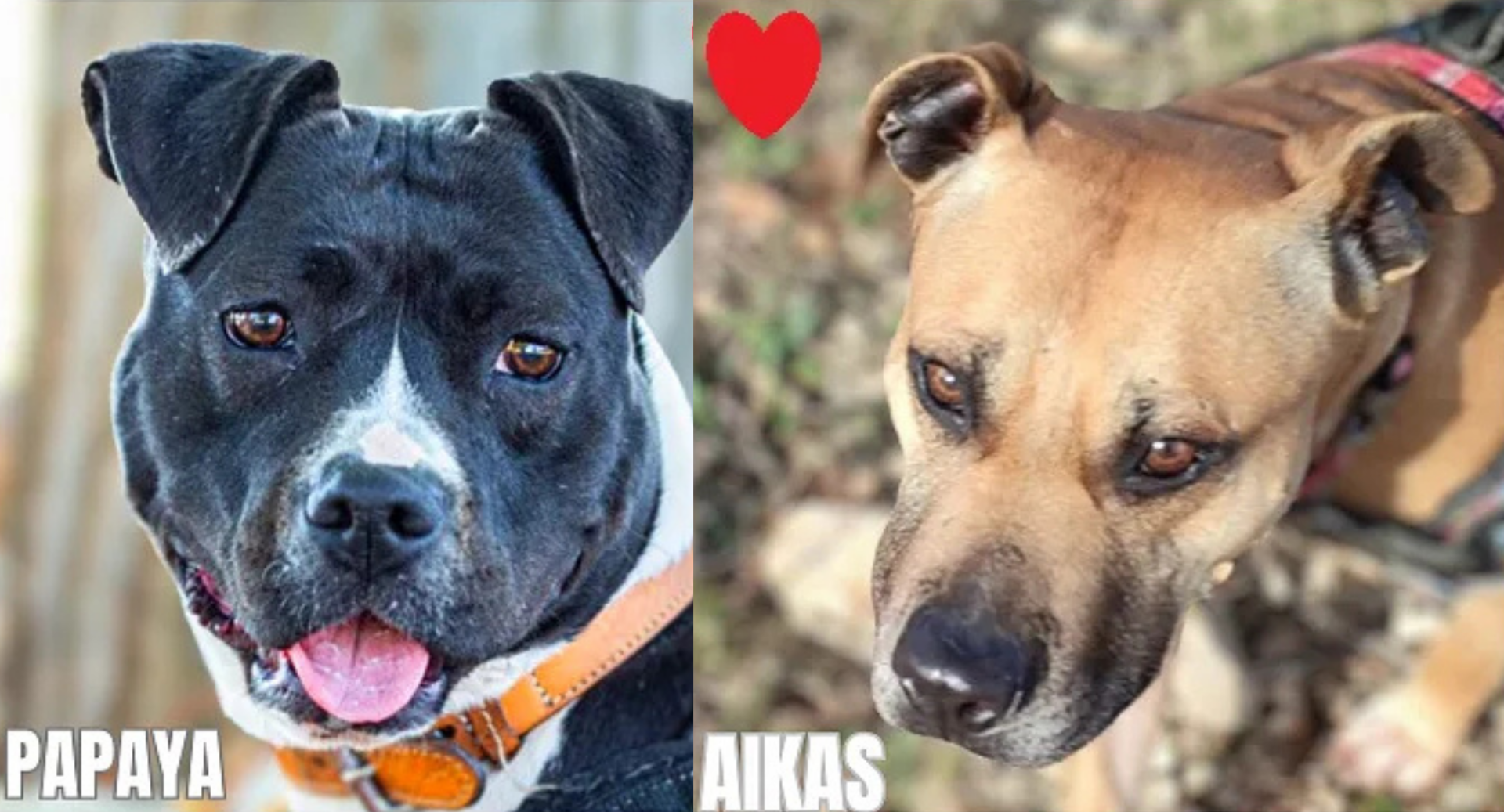 Papaya et Aikas
