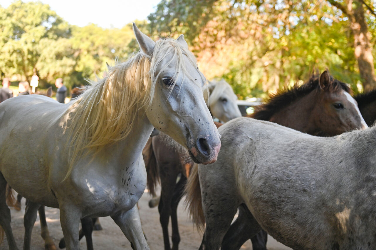 des chevaux 