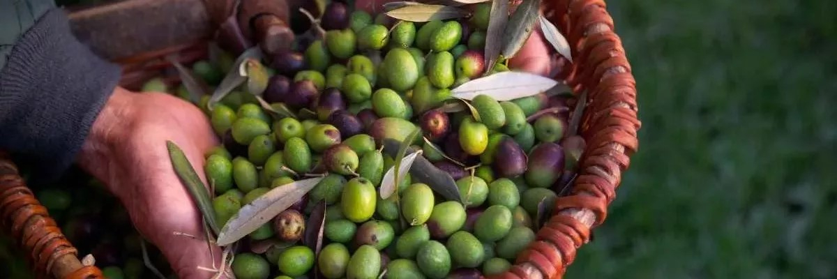 des olives