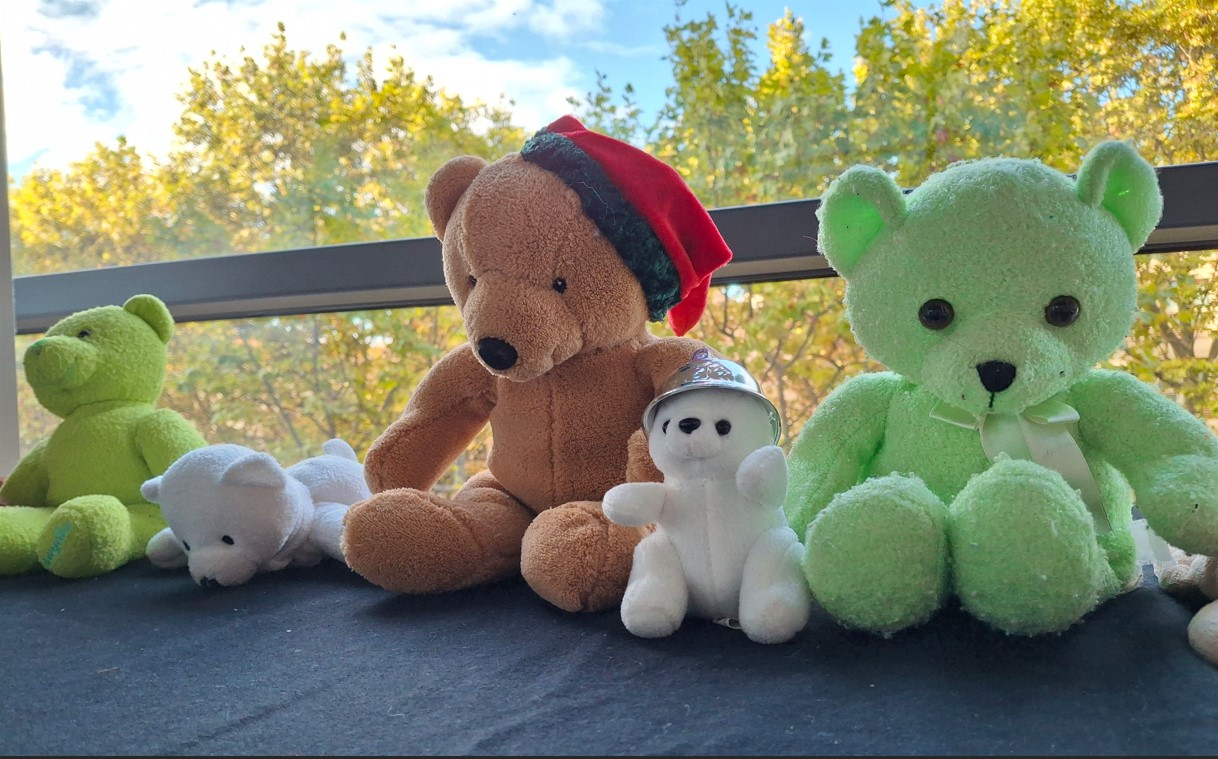Collection d'ours en vitrine