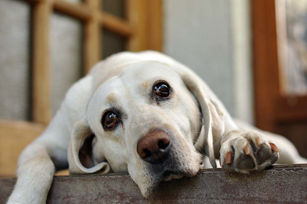 Chien à adopoter