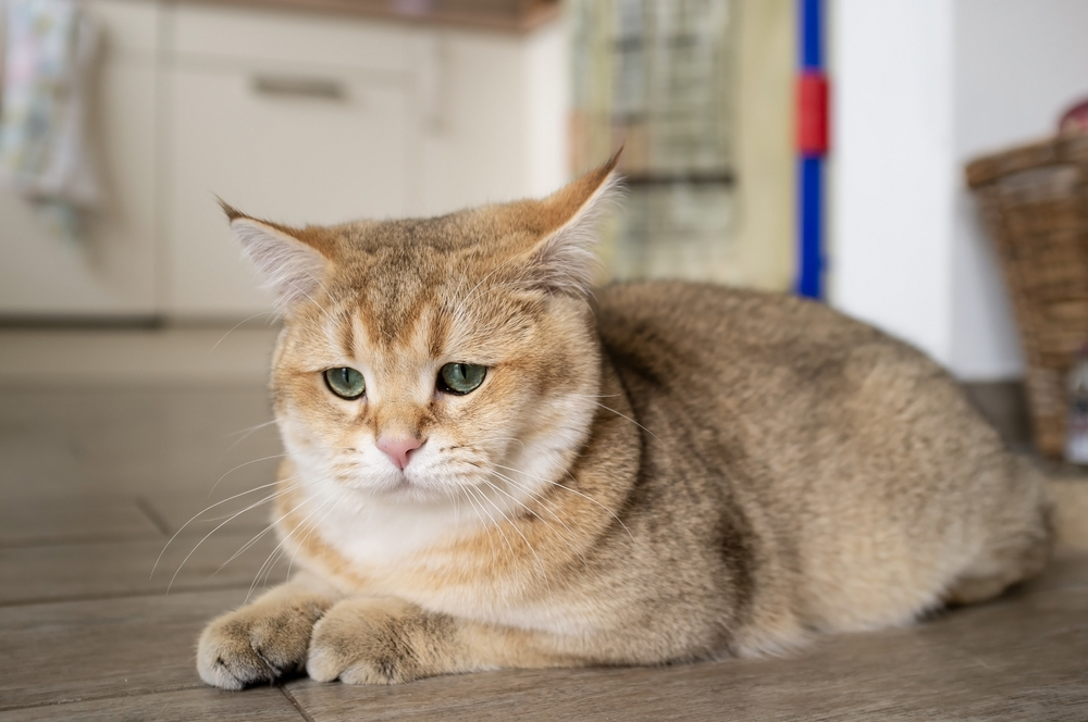 Un chat à adopter
