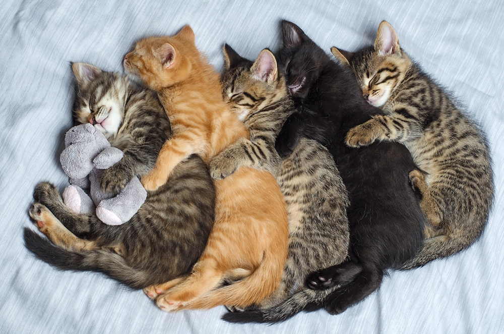 chatons