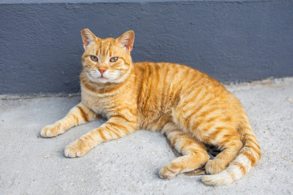 Chat