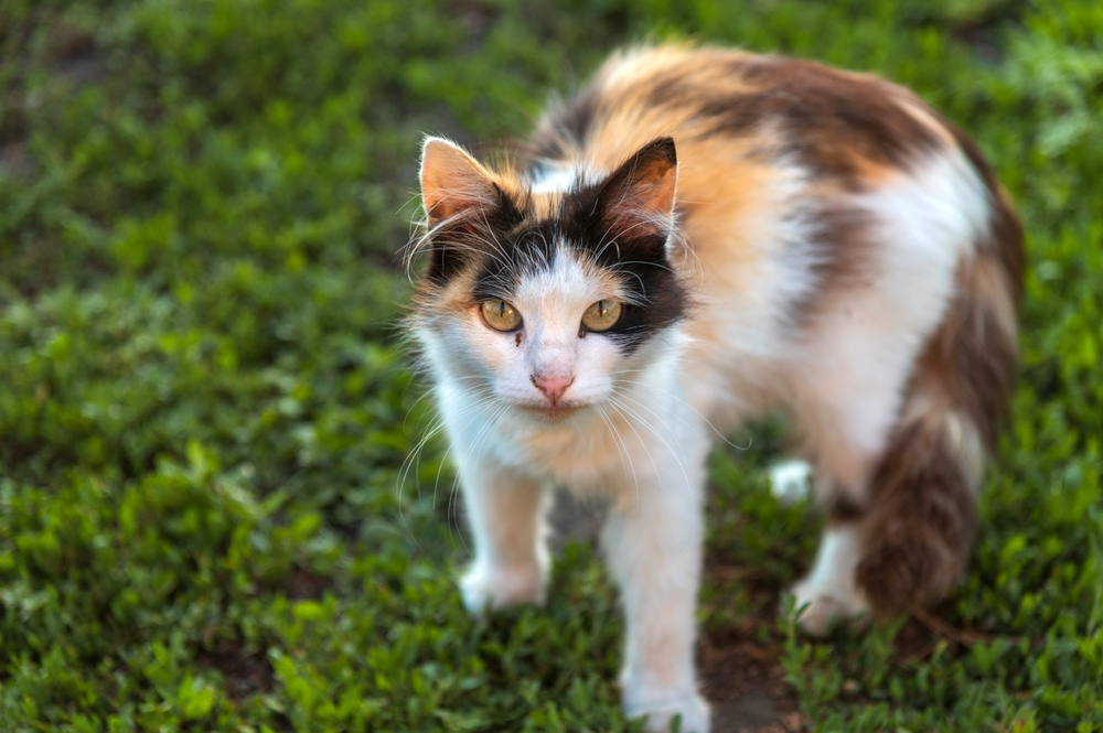 chat