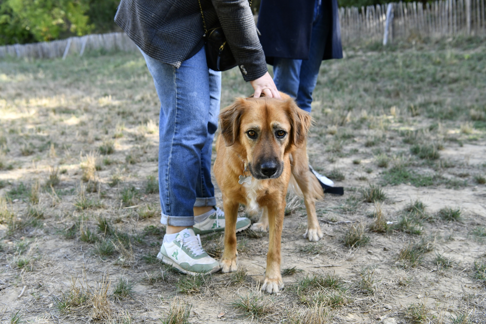 Education canine