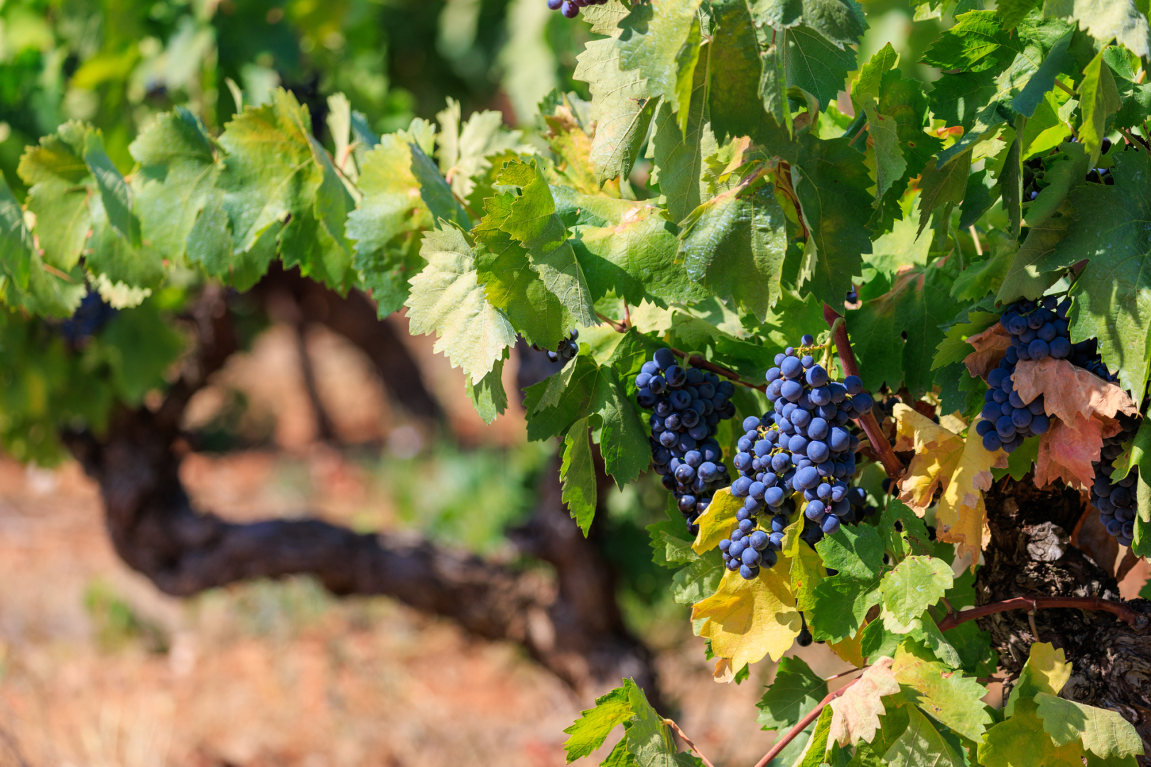 Environ 3 000 hectares de vignes dans la métropole, soit 7% du territoire