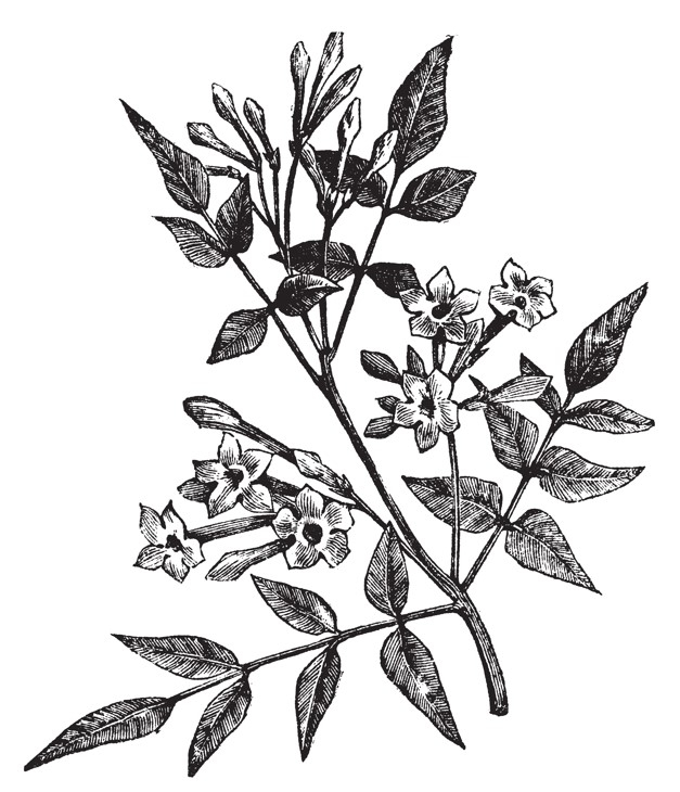 illustration de jasmin officinal