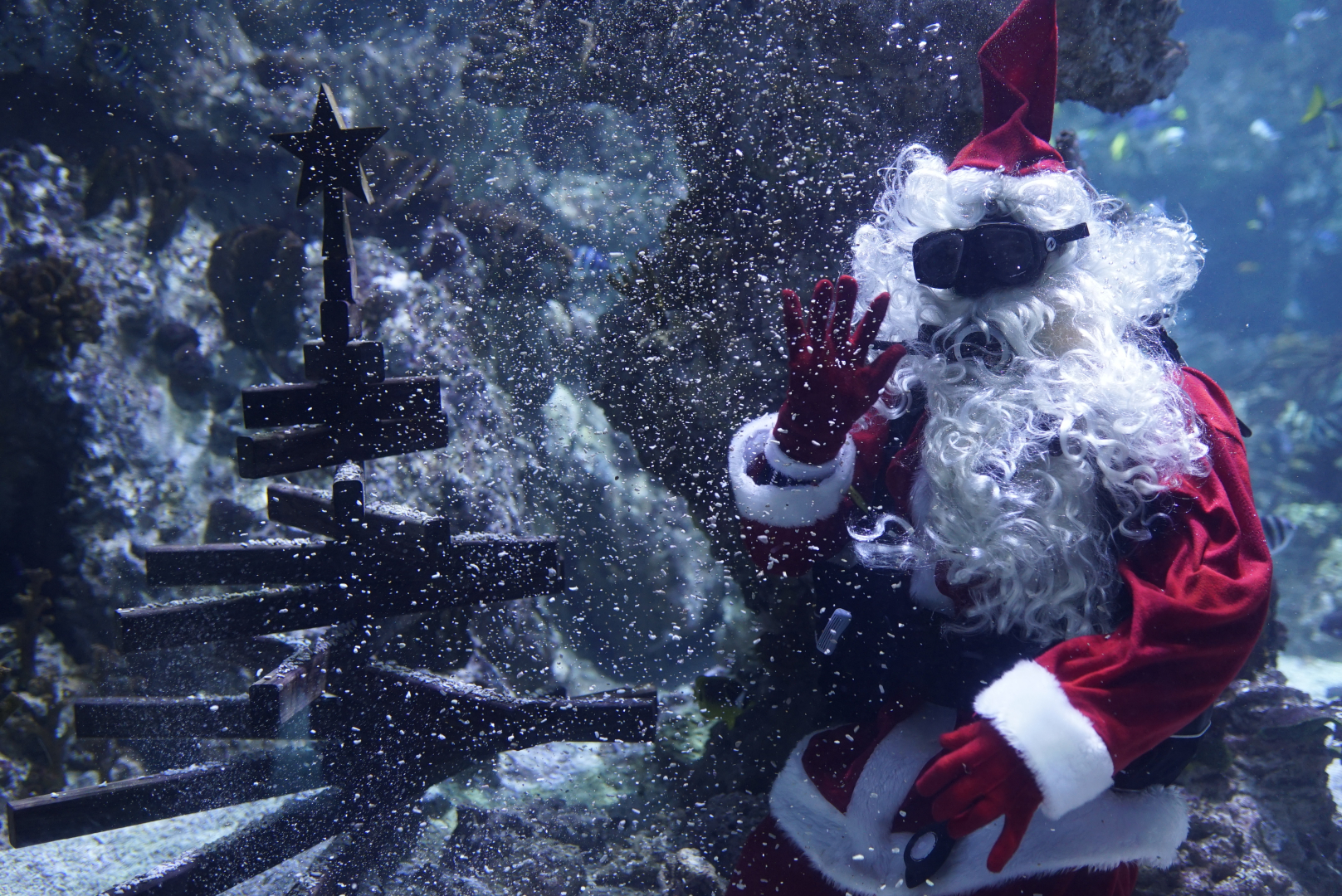 photo pere noel aquarium