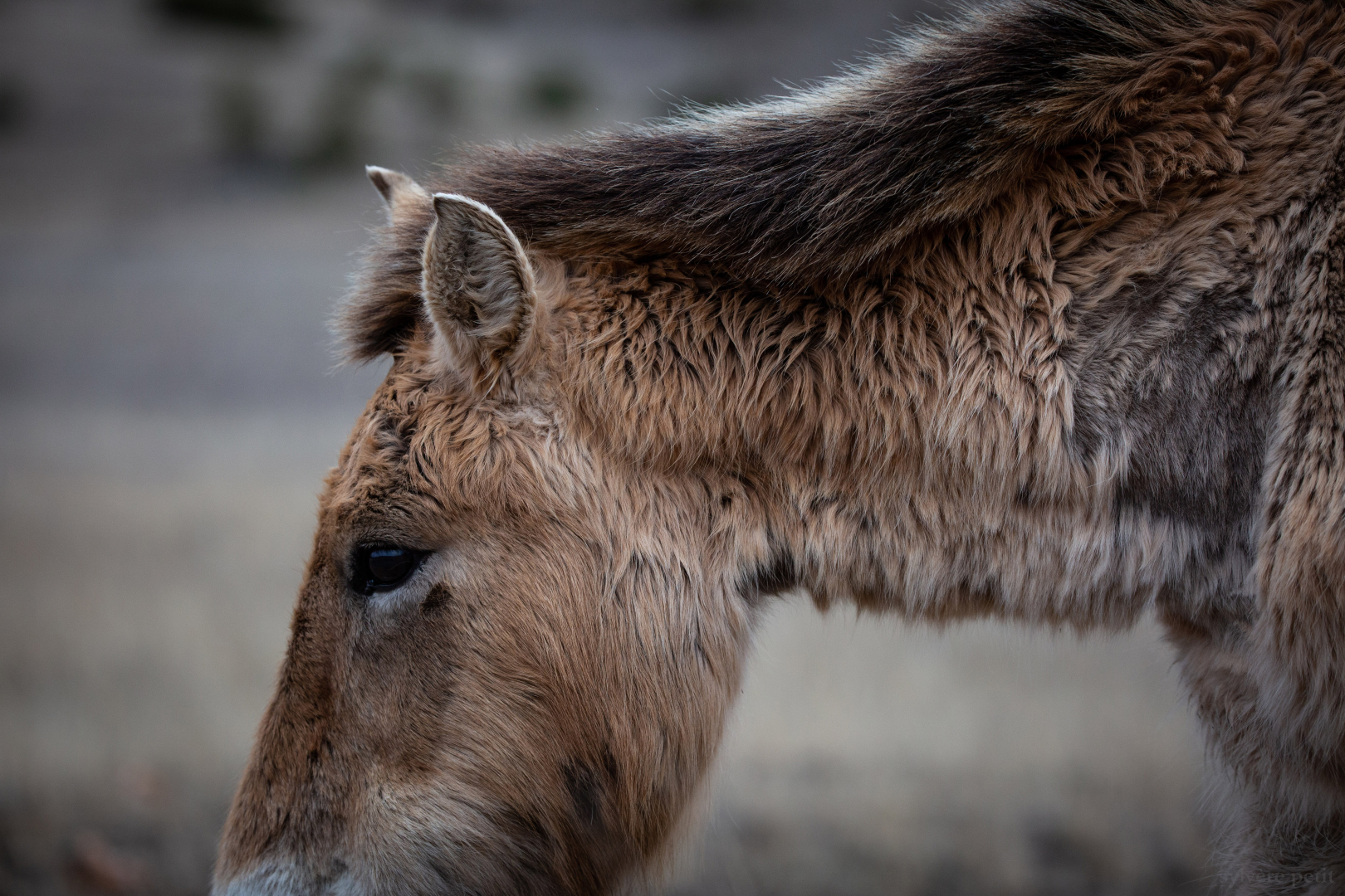 Vivant parmi les vivants