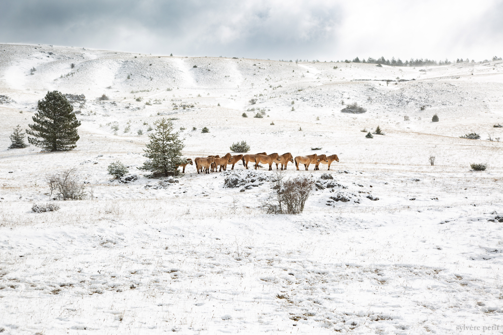 Vivant parmi les Vivants 