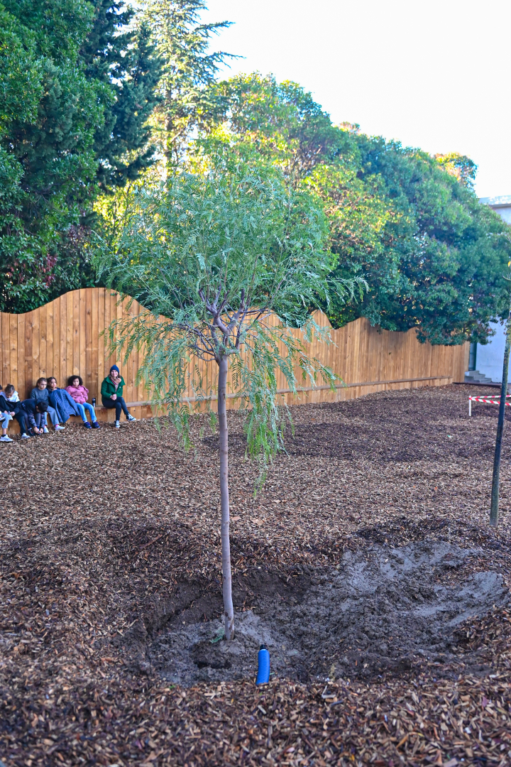 faux poivrier arbre de la laïcité pallissade en bois arbres élèves de l'école Léo Malet 