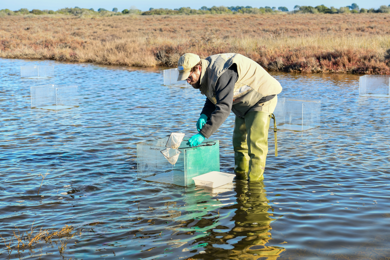 Jean-Baptiste Ferr&eacute;, entomologiste et sp&eacute;cialiste du pi&eacute;geage &agrave; l&rsquo;EID M&eacute;diterran&eacute;e, fait des pr&eacute;l&egrave;vements dans les marais