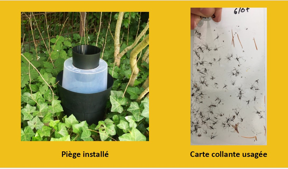 Des pi&egrave;ges &agrave; femelles gravides peuvent r&eacute;duire les nuisances