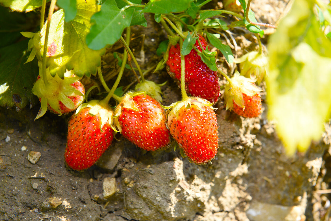 Fraises